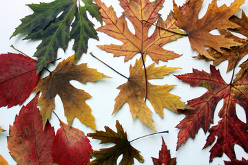 Autumn creative composition. Dried leaves on white background. Fall concept. Autumn background. Flat lay, top view
