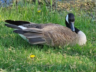 Canadian Goose in Montreal 