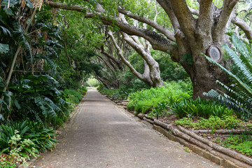 View of the Kirstenbosch botanical garden at Cape Town in South Africa