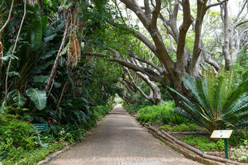 View of the Kirstenbosch botanical garden at Cape Town in South Africa