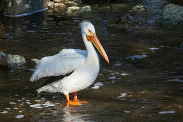 White Pelican (Pelecanus erythrorhynchos) standing in Pine Creek near Eagle Lake in Lassen County California USA watching for spawning trout.