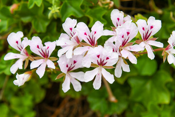 Flower of the Kirstenbosch botanical garden at Cape Town in South Africa