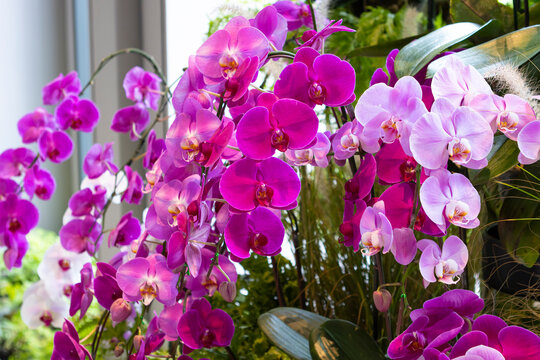 Purple and pink orchid flowers that decorate