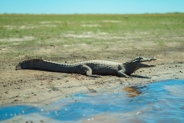 alligator in the Argentina national park