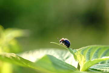 The Blue Milkweed Beetle or Chrysochus pulcher is found in vegetable gardens.