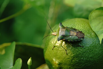 Green shield bug or Palomena prasina found in vegetable gardens.