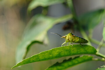 Green shield bug or Palomena prasina found in vegetable gardens.