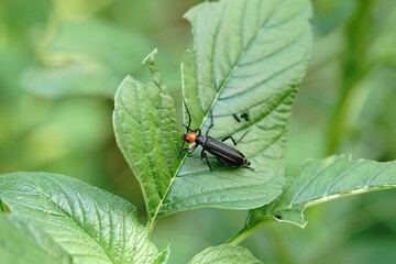 Striped Blister Beetle or Epicauta waterhousei found in vegetable gardens.