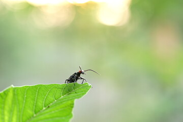 Striped Blister Beetle or Epicauta waterhousei found in vegetable gardens.