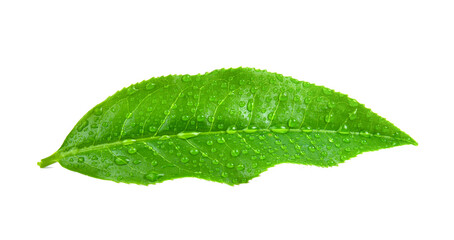 Fototapeta na wymiar tea leaves with drops on transparent png