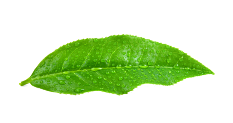 tea leaves with drops on transparent png