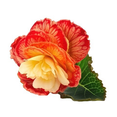 begonia flower isolated on white