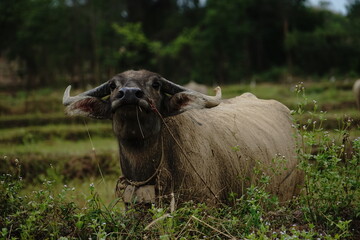 Thai buffalo raised in the field.