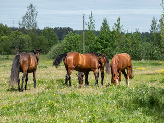 Group of brown horses with black tail walking in a green pasture with green tree and vegetation scenery in background with blue sky above