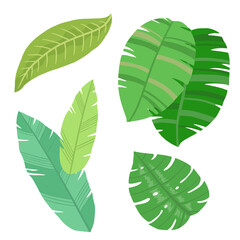 tropical plant leaves illustration
