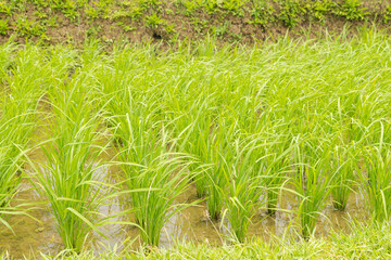 Rice terraces, Campuhan ridge walk, Bali, Indonesia, track on the hill with grass, large trees, jungle and rice fields.