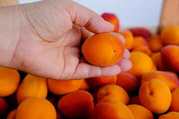 fresh juice fruit, ripe apricots, Prunus armeniaca in female hand, concept of healthy eating, vegan...
