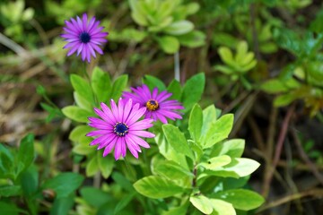 Fototapeta premium View of daisy flowers in garden.