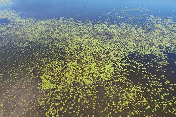 Fototapeta na wymiar An aerial photo of Lake Chautauqua Nature Preserves in Tampa Bay, Florida.