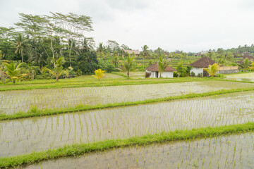 Obraz premium Rice terraces, Campuhan ridge walk, Bali, Indonesia, track on the hill with grass, large trees, jungle and rice fields.