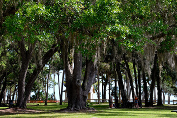 Forest trees at state park Florida, USA showing live oak trees with Spanish  Moss.