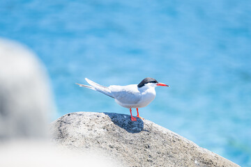 tern sitting on a rock