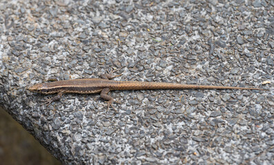 small lizard basking on stones