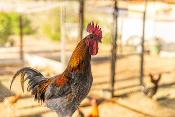 A rooster in the farm free in a cage