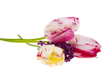 variegated tulips isolated