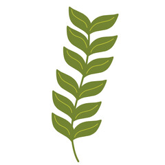 Tropical leaf.summer leaves illustration.botanical plant leaves
