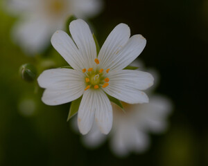 daisy flower