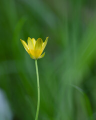 yellow buttercup flower