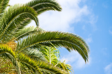 Fototapeta na wymiar palm leaves against the blue sky