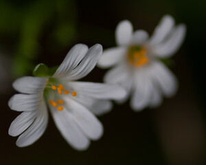 white daisy flower
