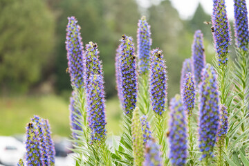Echium webbii growing on the island of Madeira