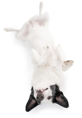 Adorable upside down dog lies on its back with its belly up. hide and seek. naughty silly playing raises a paw. Adorable relaxed dog love time moment. Studio shot pets on white. Play time!