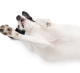 dog lies on its back with its belly up. naughty silly playing raises a paw. Adorable relaxed dog love time moment. Studio shot pets on white