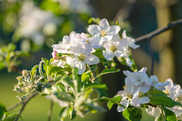 blooming apple tree on a sunny spring day