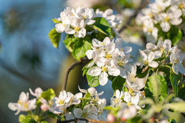 Obraz premium blooming apple tree on a sunny spring day
