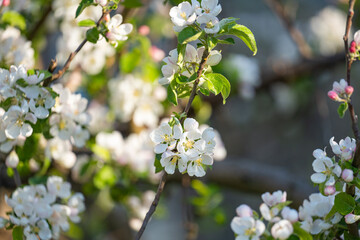 blooming apple tree on a sunny spring day