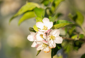 blooming apple tree on a sunny spring day
