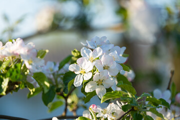 blooming apple tree on a sunny spring day