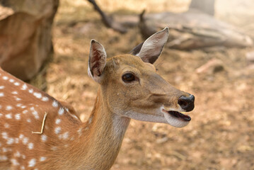 Female sika deer looking into camera cute wildlife concept Brown Deer, Animal, Zoo