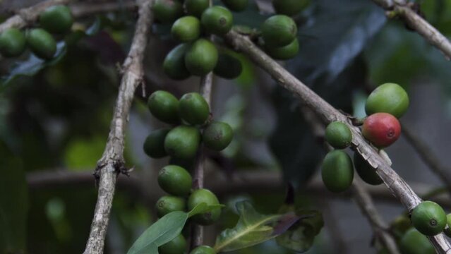 Cafezeiro ar&aacute;bica cheio de sementes em planta&ccedil;&atilde;o agr&iacute;cola no Brasil