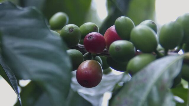 Cafeeiro cheio de sementes de caf&eacute;
