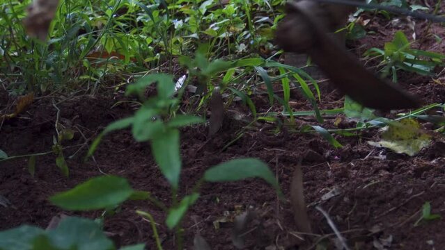 Homem lavrando a terra para plantar