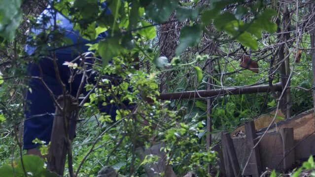 Homem em planta&ccedil;&atilde;o lavrando terra com uma enxada  