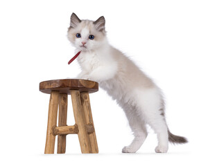 Cute bicolor Ragdoll cat kitten, standing side ways on little wooden stool. Looking towards camera...