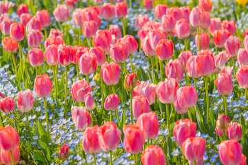 ピンクのチューリップと青の花集団