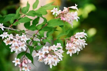 ショウキウツギ　Beauty bush